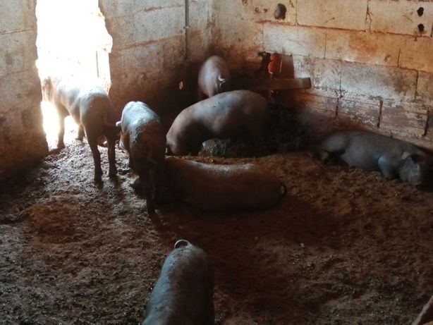 Leitão porco preto - Duroc Preto