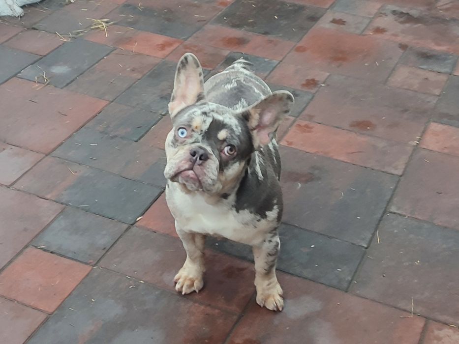 Лиловая мерле девочка (большой выбор щенков)