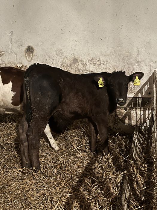 Byczki mięsne – 3 miesiące – startery, bez mleka