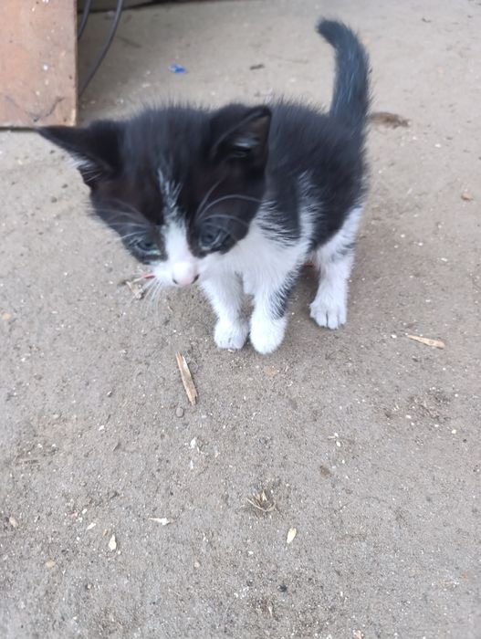 Oddam w dobre ręce kocięta