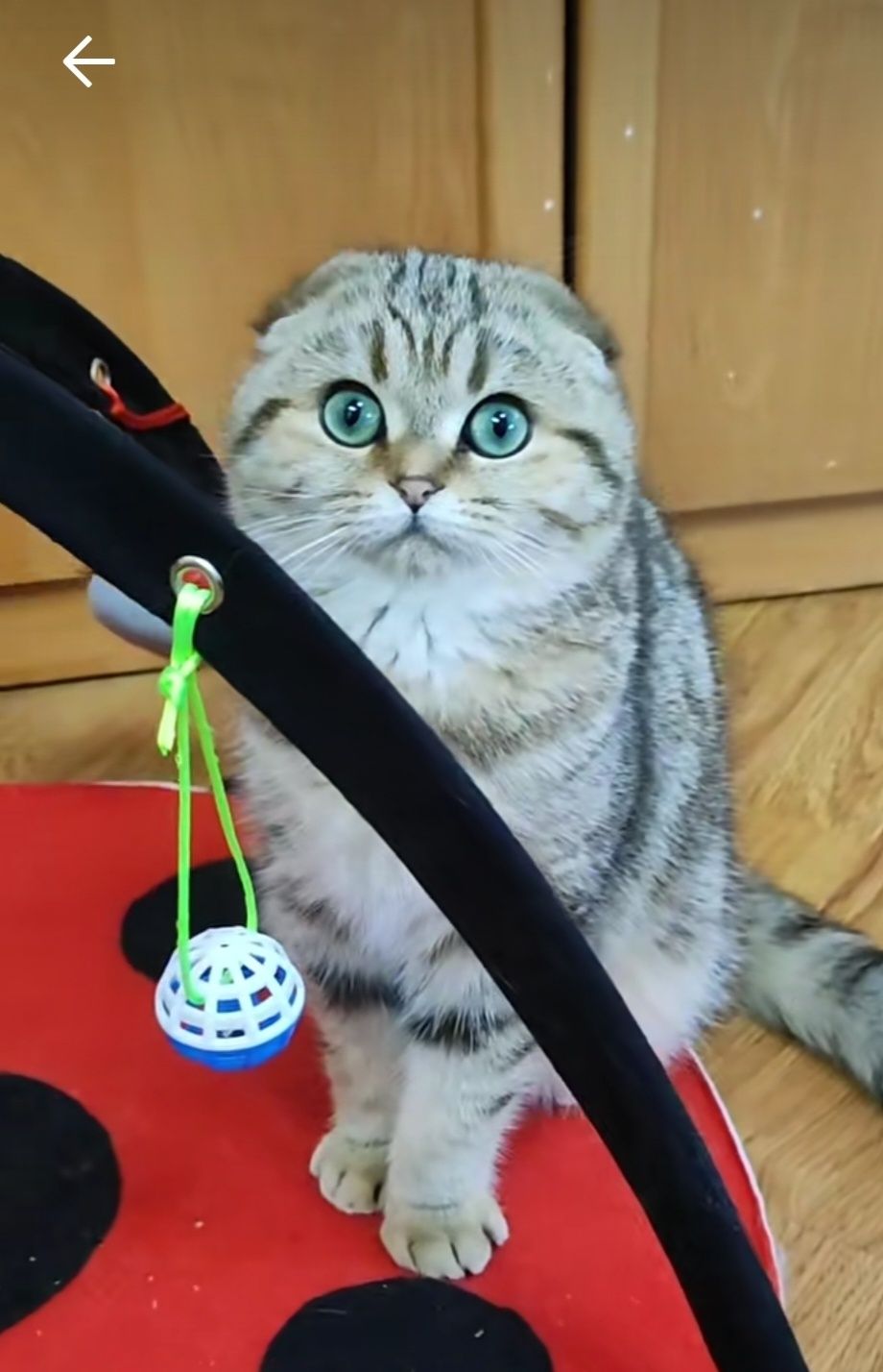 В'язка мармуровий шотландський котик золота шиншилла.