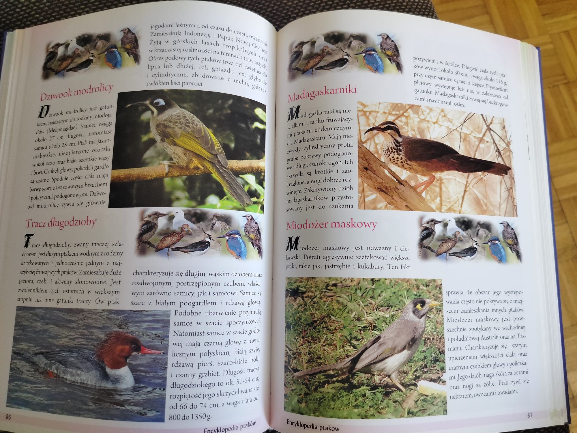 Encyklopedia ptaków, piękne wydanie