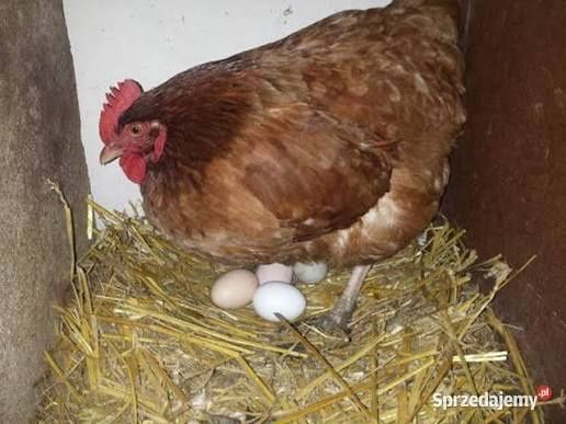 Ziemniaki jaja warzywa