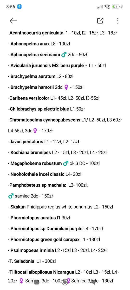 Megaphobema robustum ok. 3 dc samiec