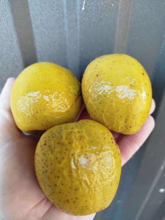 Хеномелес.Айва японська