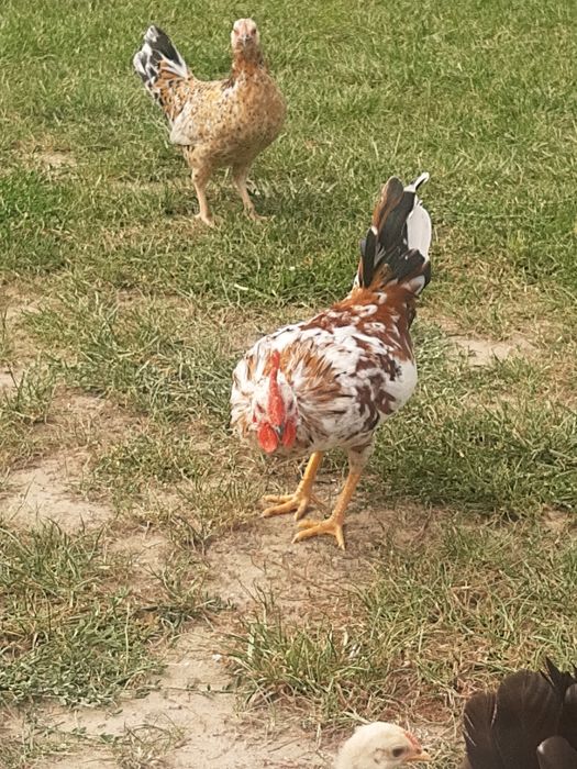 Liliputy kogutki liliputki