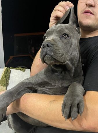 Cane Corso piesek