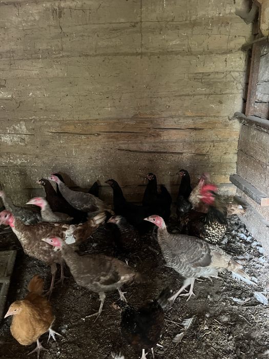 Індики ,індички ,