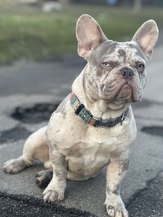 Вязка французского бульдога