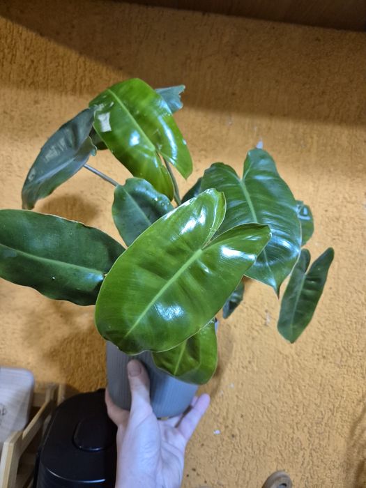 Philodendron burle marx