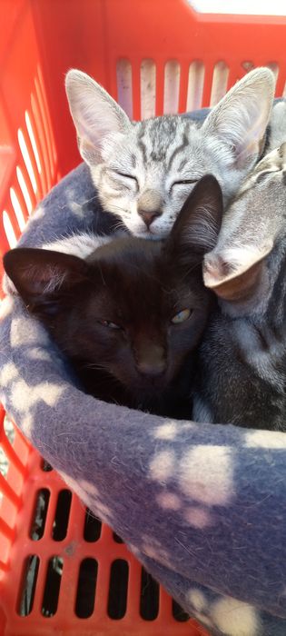 Gatinhos para adoção