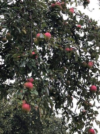 Jabłka z własnego sadu eko ocet jabłkowy smaczne zdrowe stare odmiany