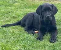 Labrador  Retriever