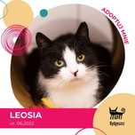 Leosia - kotka do adopcji