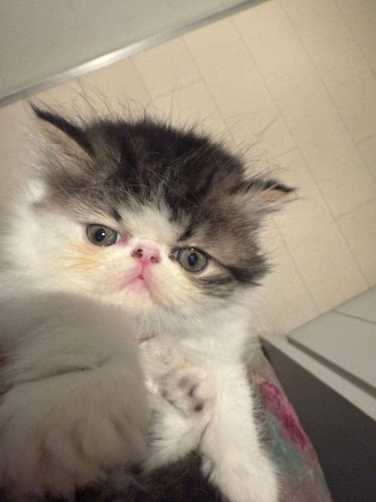 Gata persa tricolor com 3 meses