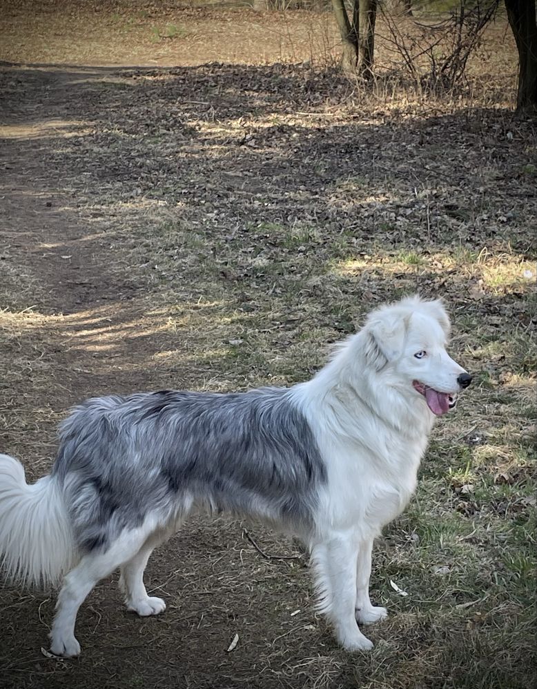 Border collie FCI suczka   linia show