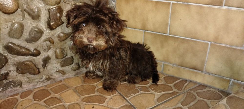 Yorkshire terrier czekolada Zarezerwowany