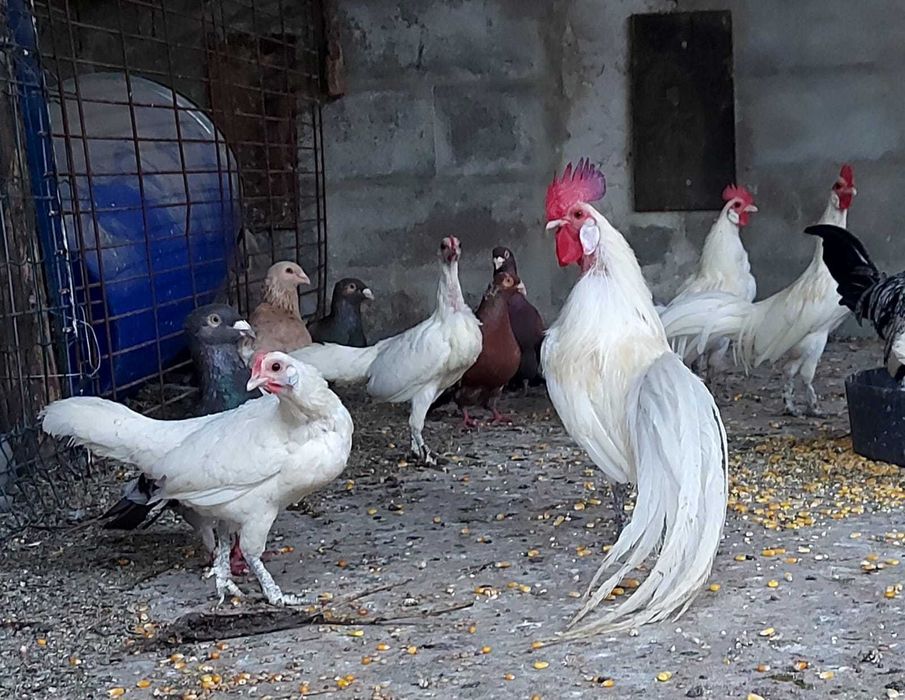 Galinhas FÉNIX BRANCAS – Mutação RARA