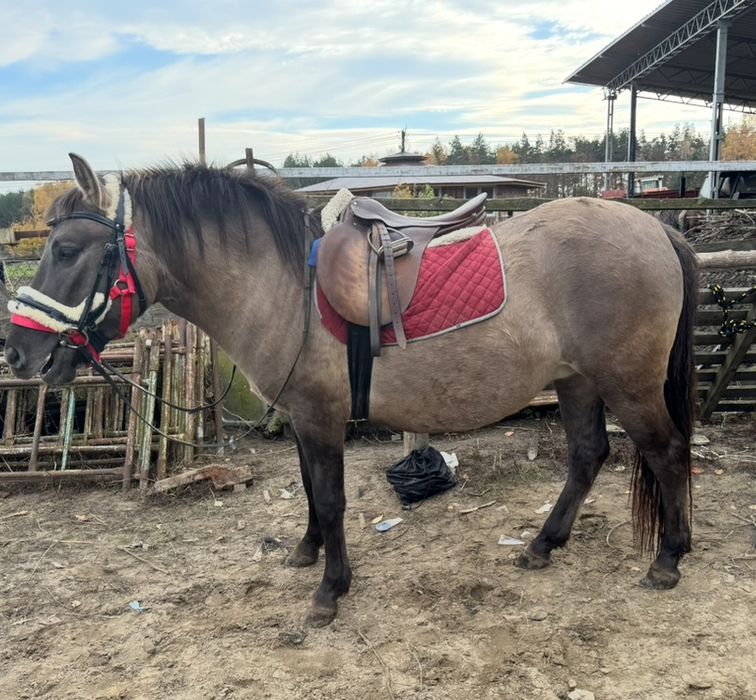 Konik polski - dwu i półletnia  klaczka