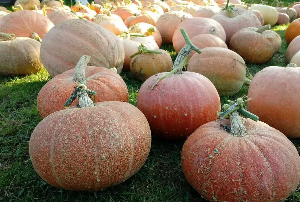 Dynia bambino jadalna około 30ton różne rozmiary