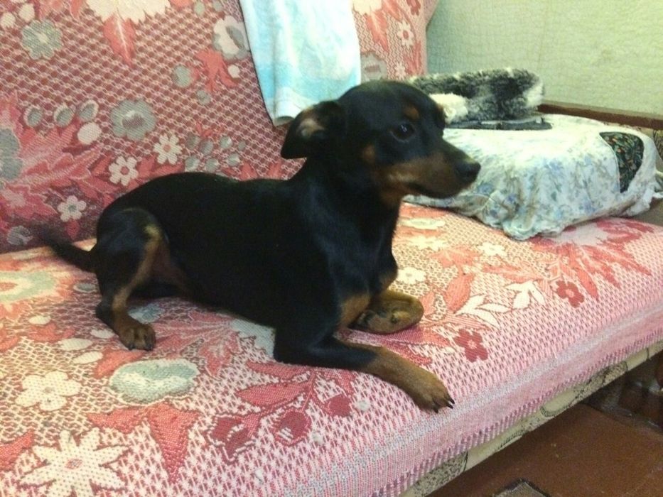 Вязка карликовый пинчер