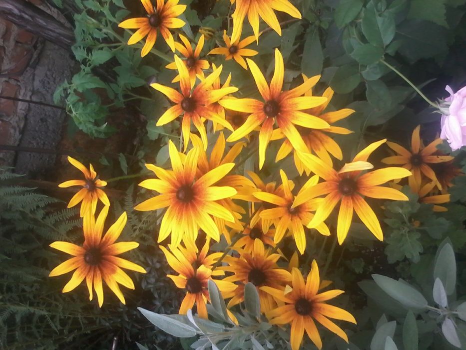 Рудбекія волосиста та мускарі вірменський