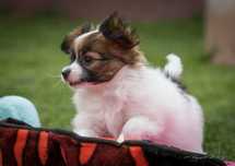 Spaniel Kontynentalny Miniaturowy Papillon ZKwP/FCI Suczka