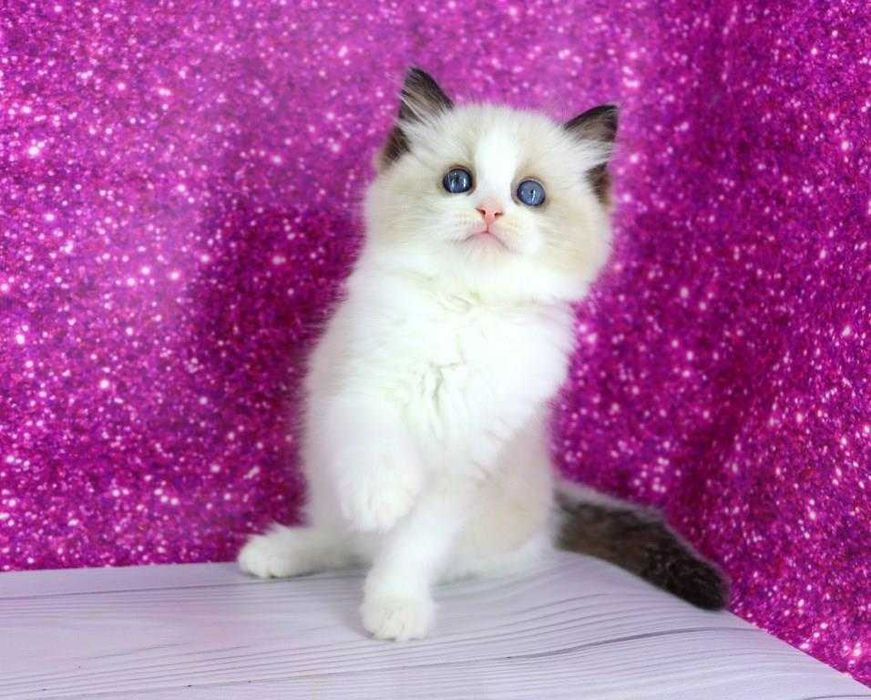 Чарівний пухнастий хлопчик регдолл с добрими навичками