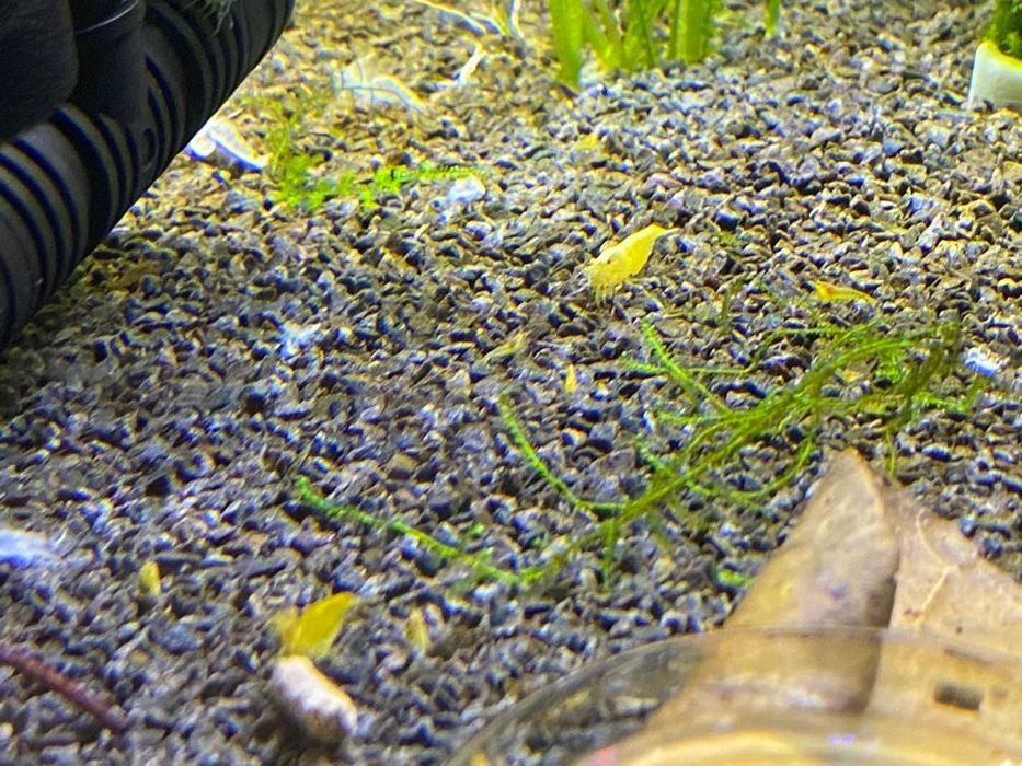 Krewetki Yellow Neon Neocaridina Żółte