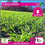 Pszenica Ozima BULLDOZER Plon Nie Do Zatrzymania Nasiona Pszenicy IGP
