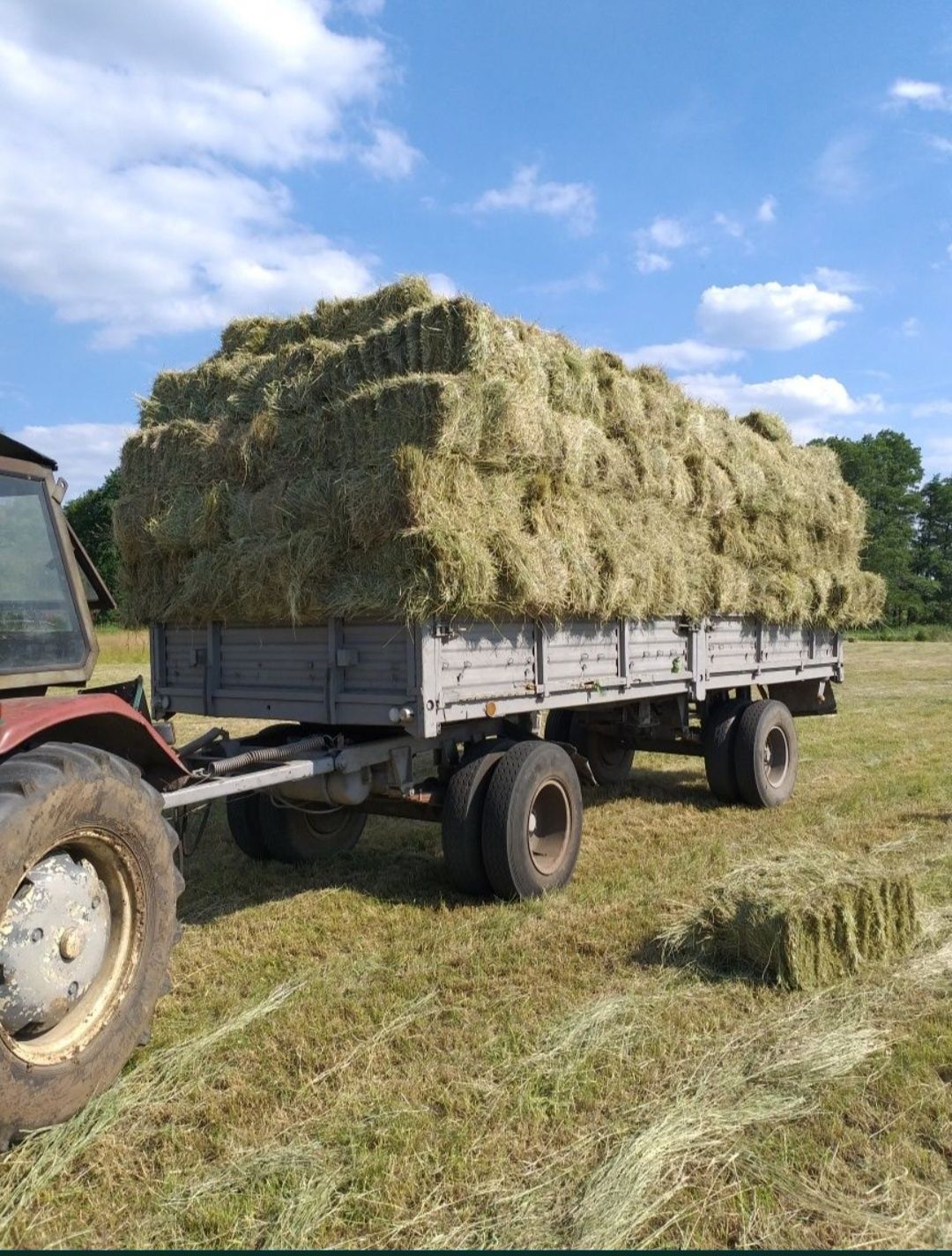 Siano kostka snopek ciuk ekologiczne wczesne suche pachnące transport