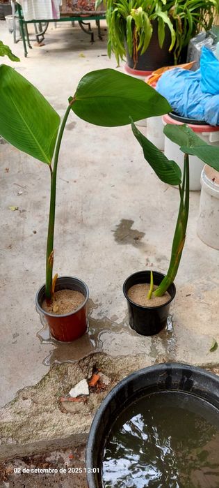 Plantas aquário e lago Thalia Dealbata e alfaces de água