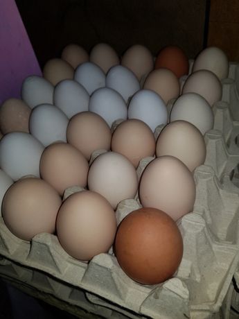 Swojskie jajka DUŻE