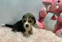 Piesek  Beagle tricolor ZHPR UCI