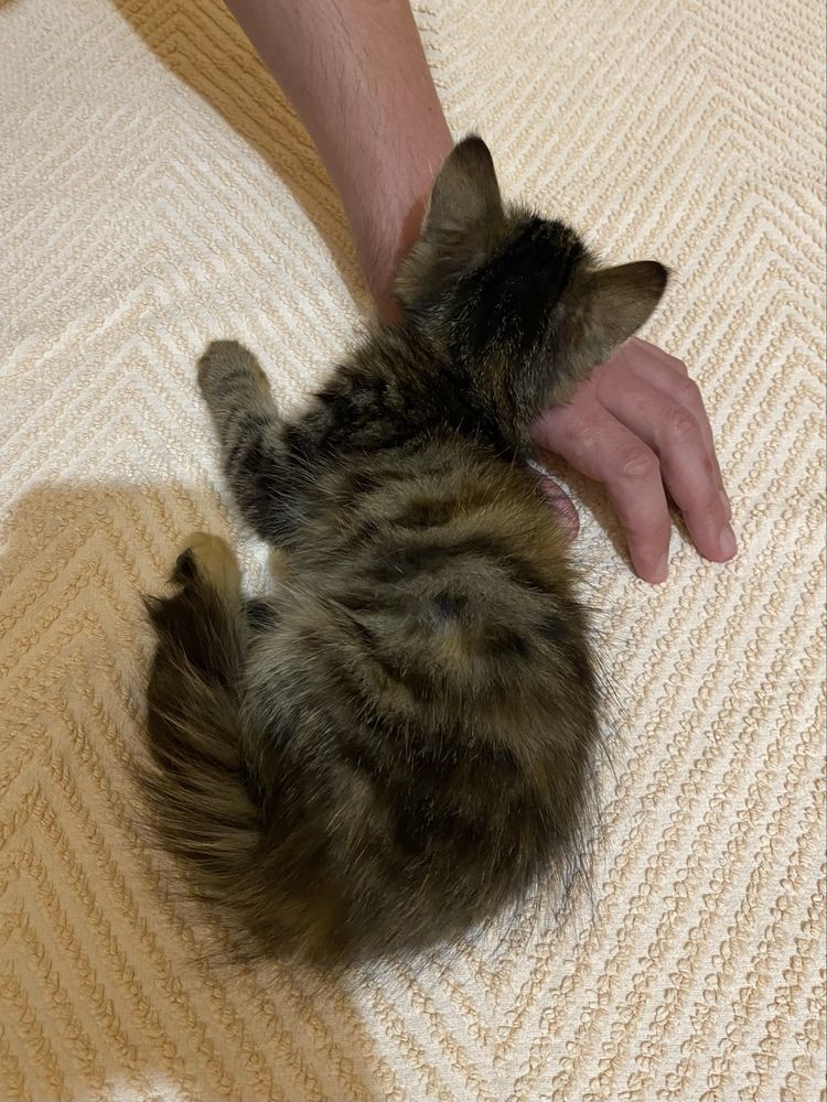 Кошеня дівчинка котенок кішка безкоштовно