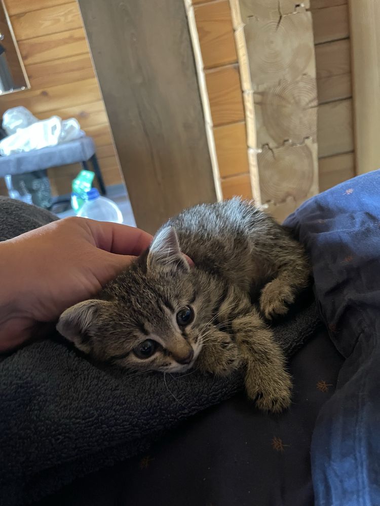 Подарую малеке кошеня