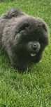 PIES chow Chow piekny Masywny MIS