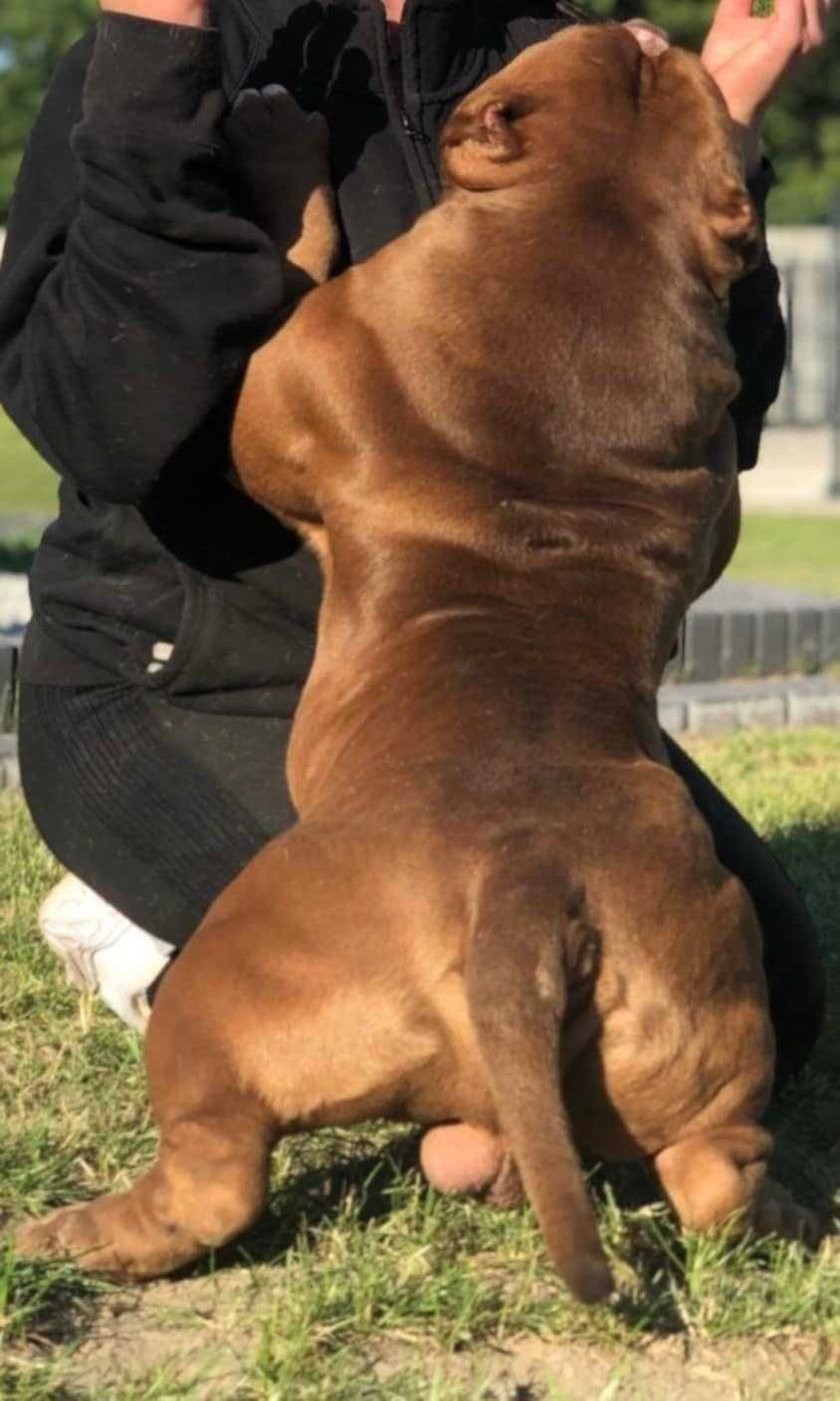 American Bully Pocket ABKC