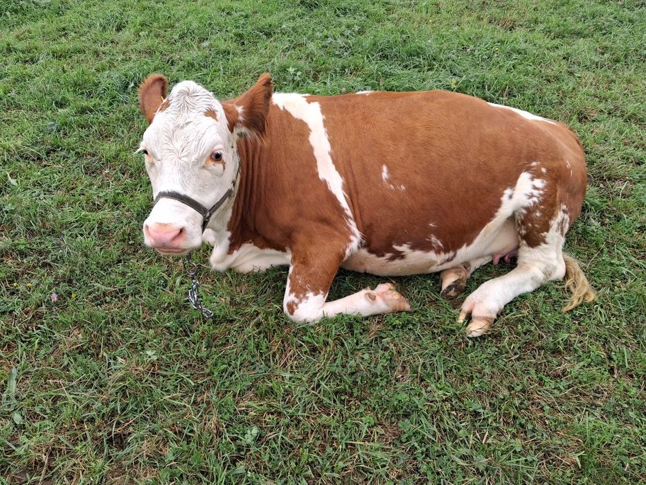 Dwie jałówki mleczne wysokocielne