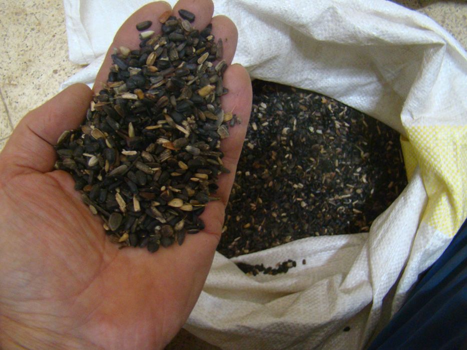 słonecznik ozdobny mix 8 odmian Wrocław