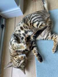 Kot bengalski Kotka szuka partnera reprodukcja bengal kocica
