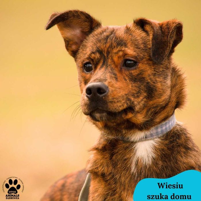 Czesiu i Wiesiu szukają domu