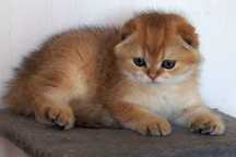 Kot Szkocki Zwisłouchy PZF WCF , Scottish Fold