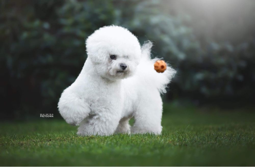 Bichon Frise chłopiec Zwiazek Kynologiczny w Polsce FCI