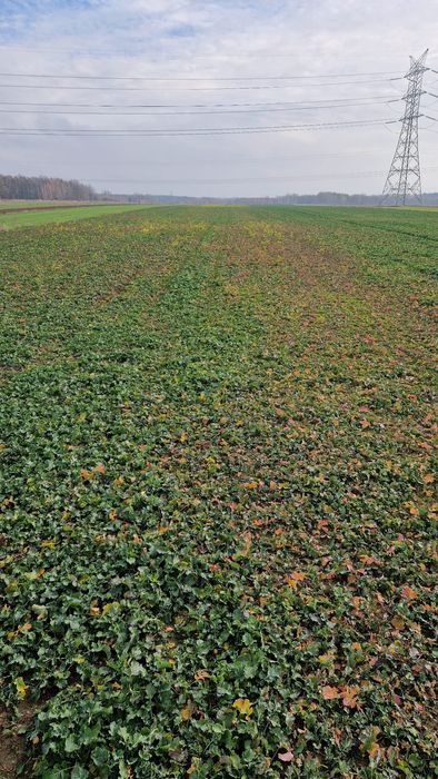 Sprzedam działkę rolną