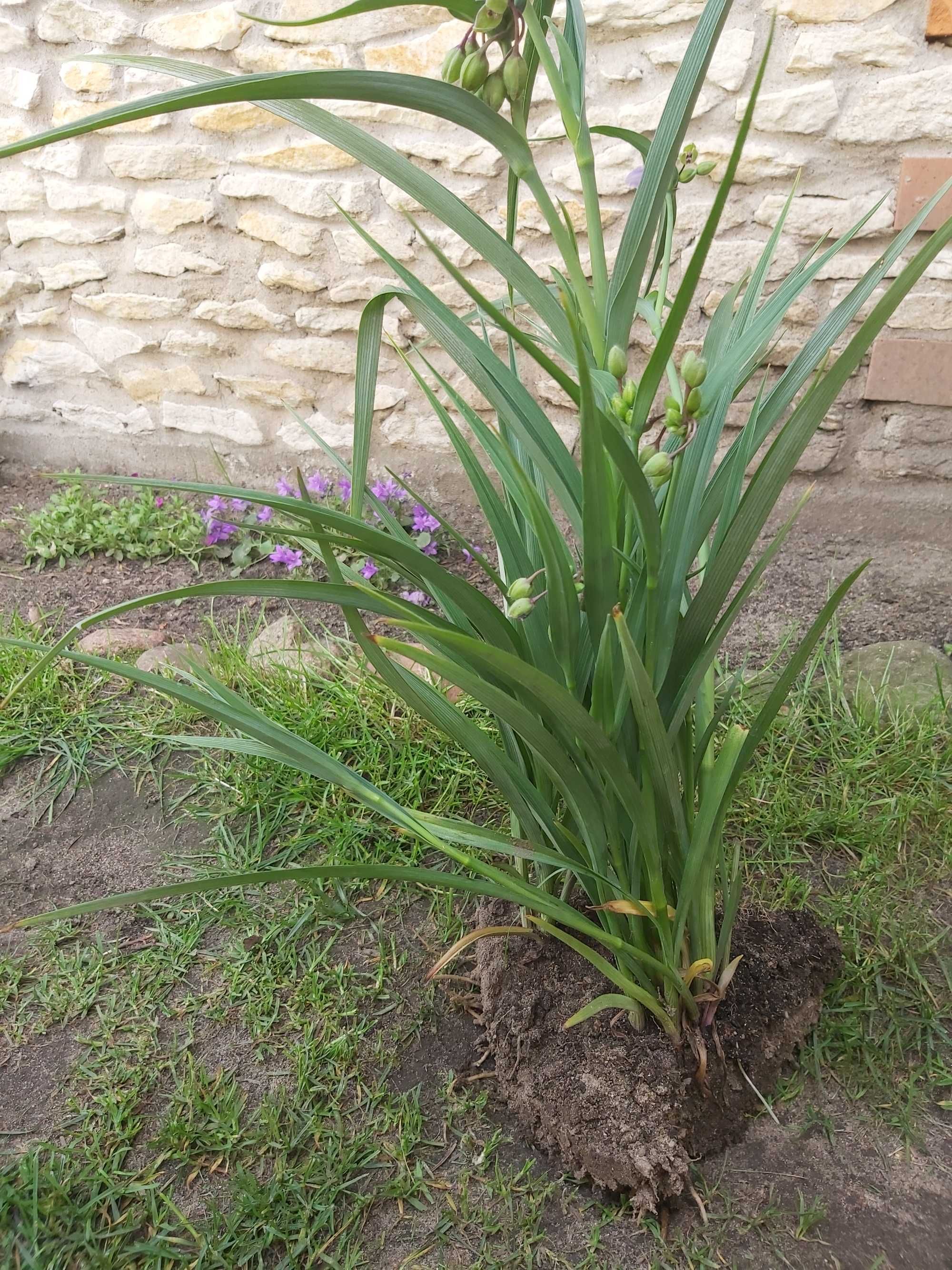 Trzykrotka wirginijska fioletowa