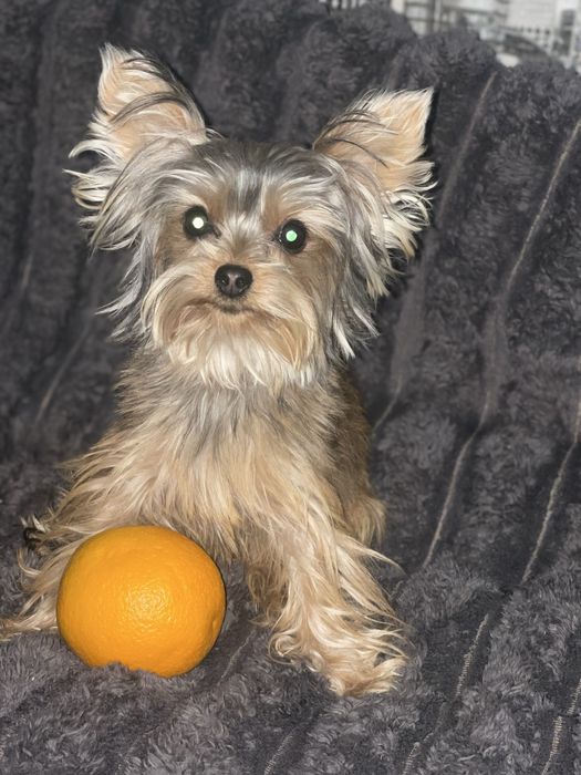 Дівчатка 9 місяців міні