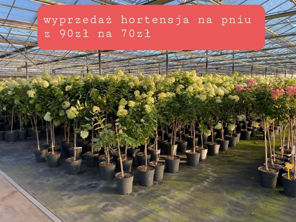 Laurowiśnia novita 120-160cm (sosna cis bonsai szmaragd klon katalapa