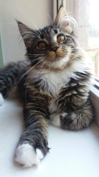 Котята породы Мейн Кун.Питомник.Документы.