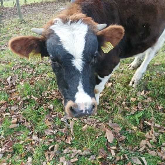 Sprzedam byczka - 7 miesięcy